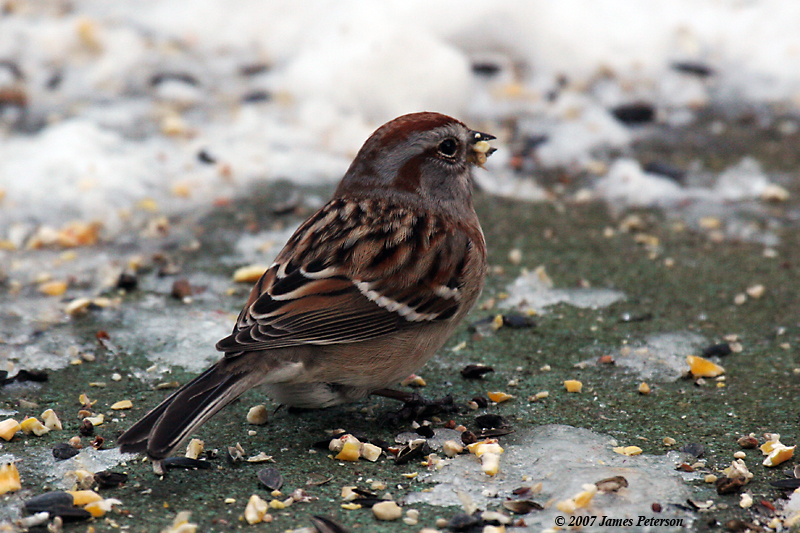 American Tree Sparrow (27769)