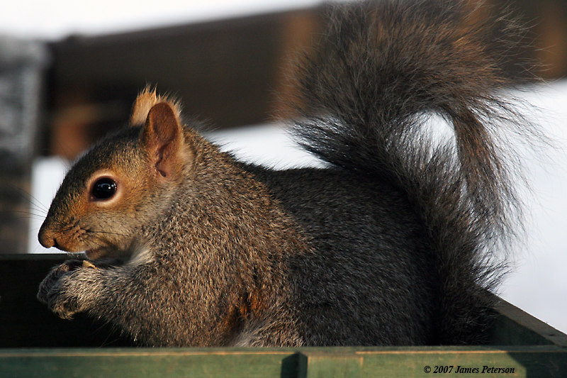 Squirrel (27753)