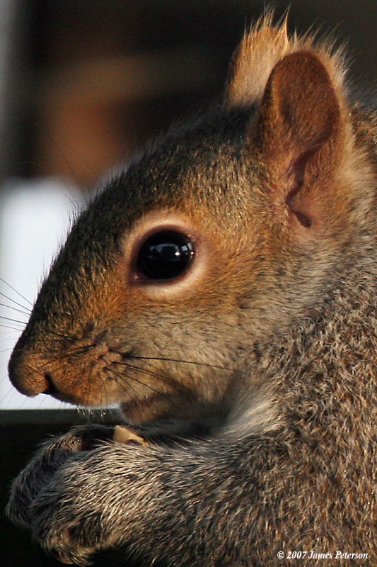Squirrel Eye Crop (27753)