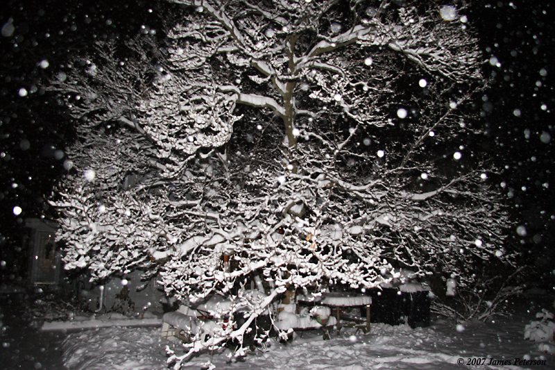 Magnolia Tree In Snow (27833)