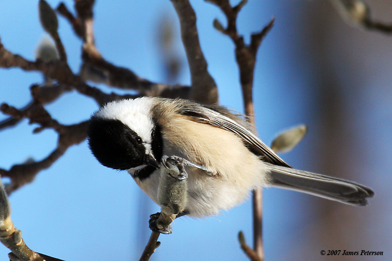 Black-Capped Chickadee (28078)