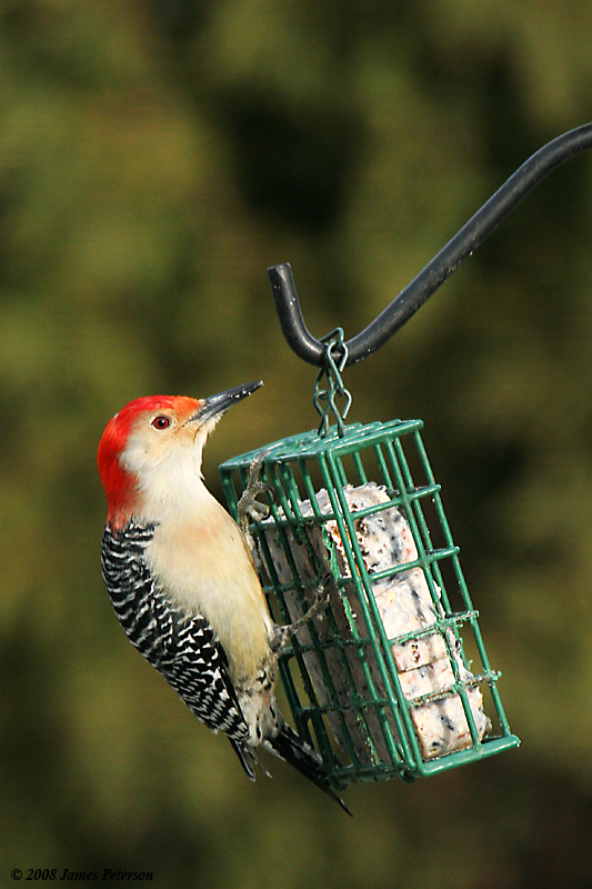Woodpecker (28482)