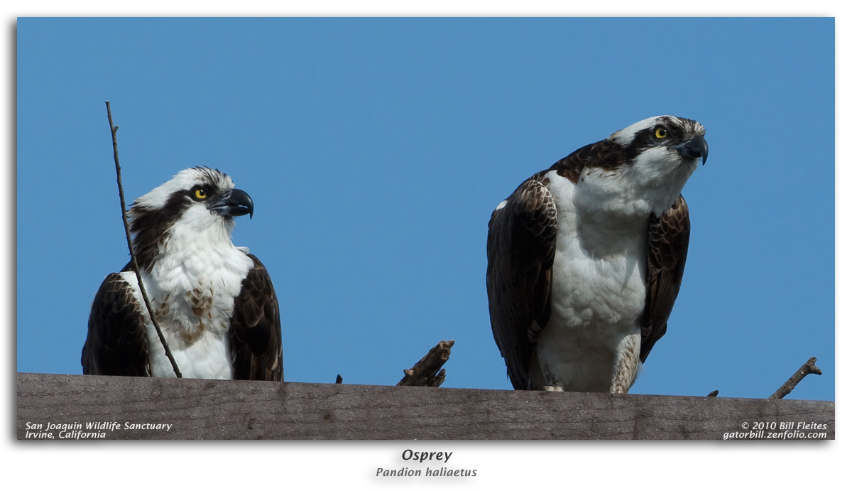 Ospreys Nesting