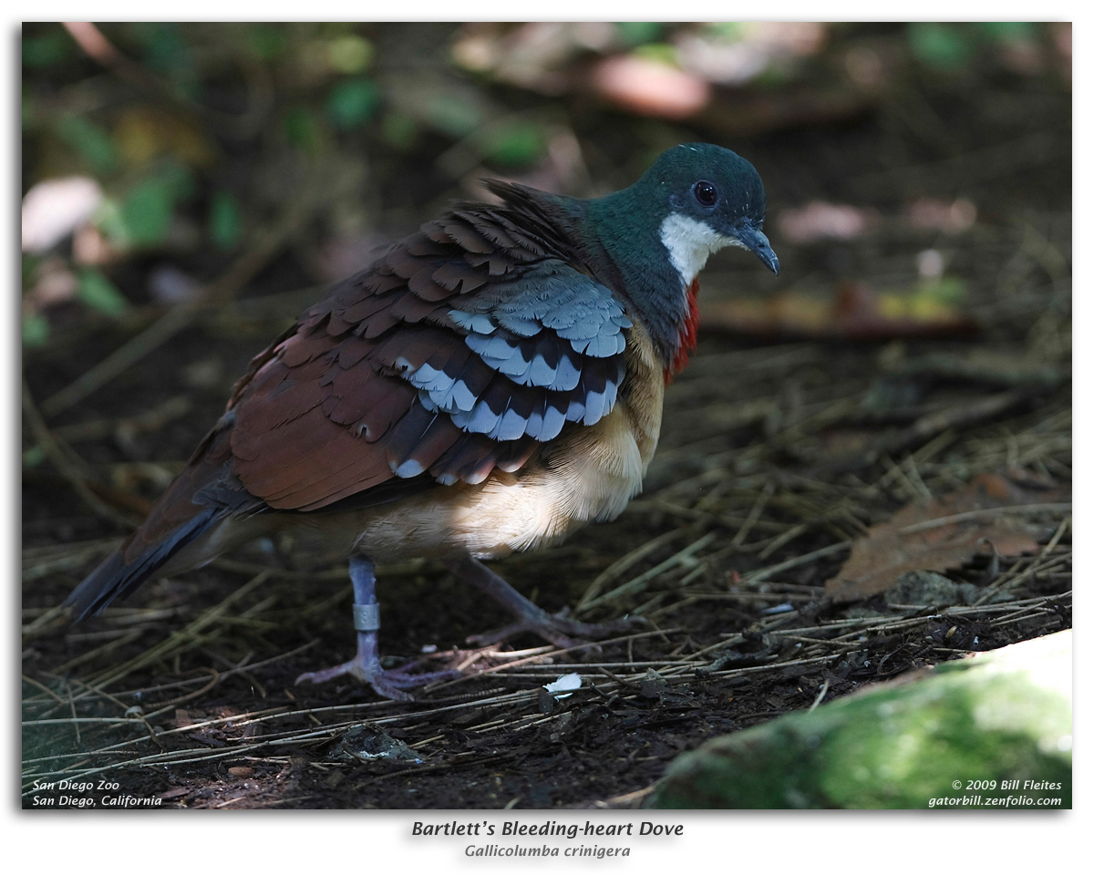 Bartletts Bleeding Heart Dove