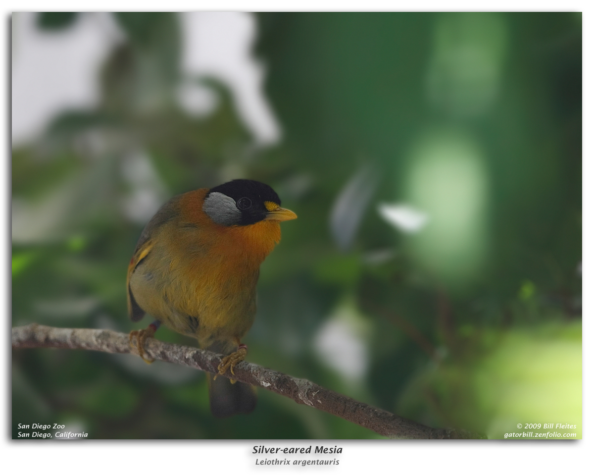 Silver-eared Mesia