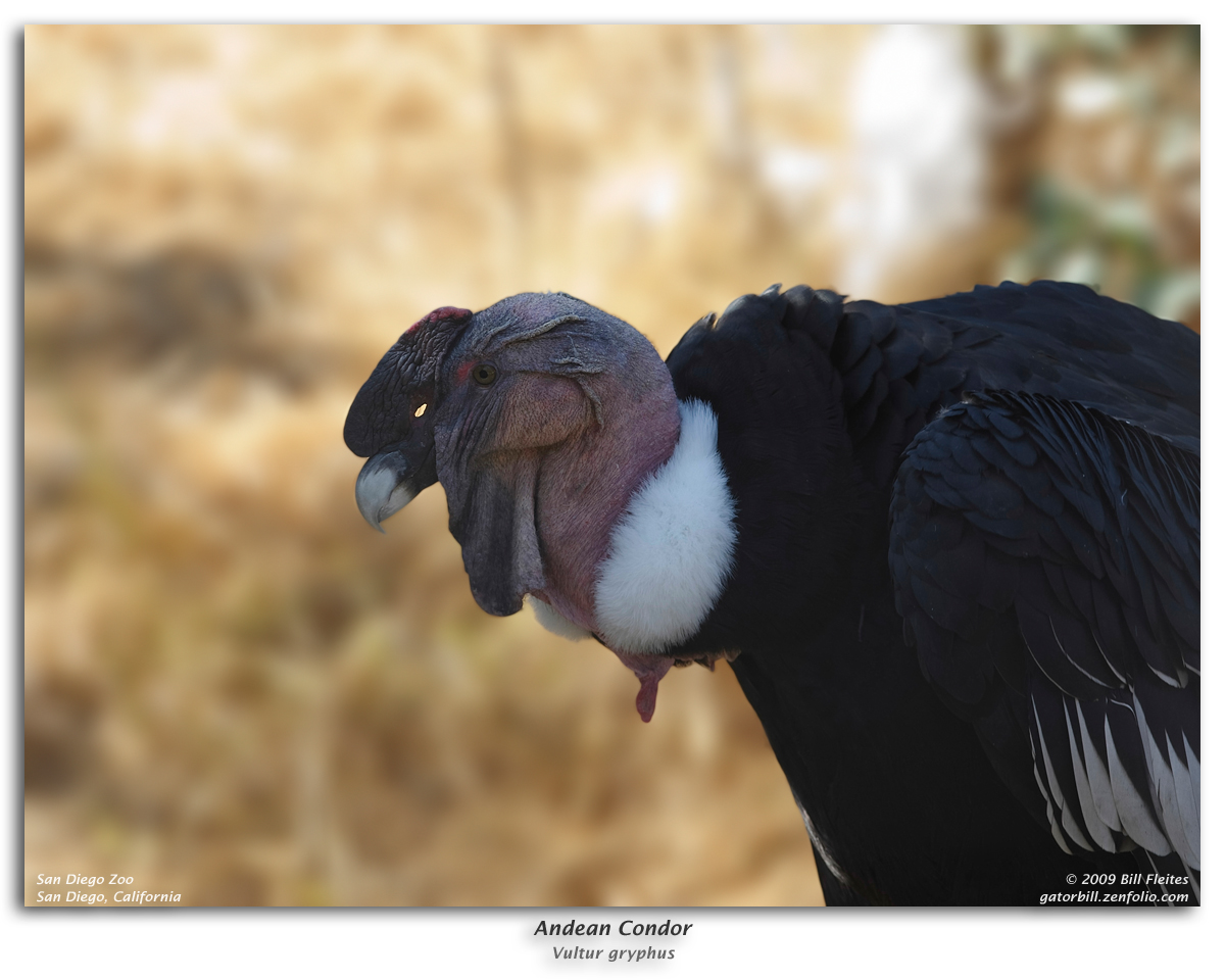 California Condor