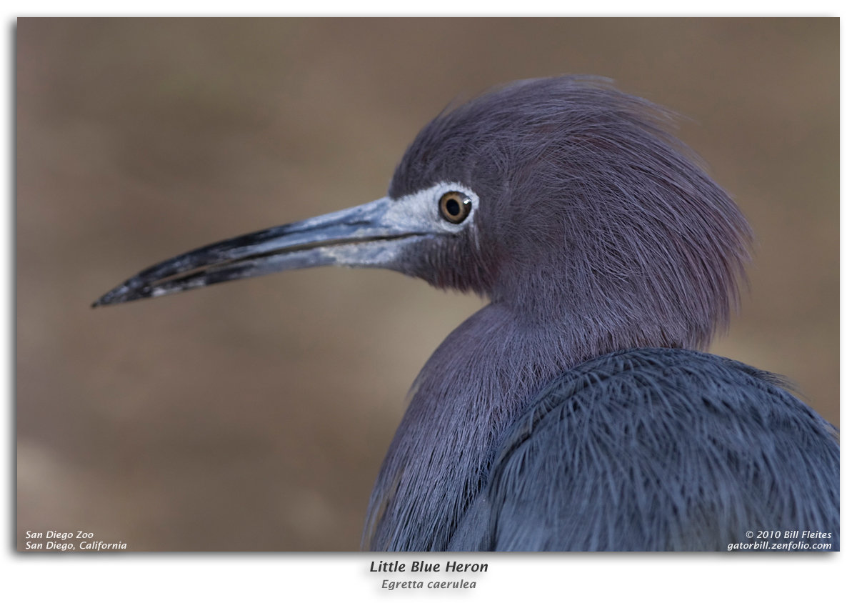 Little Blue Heron