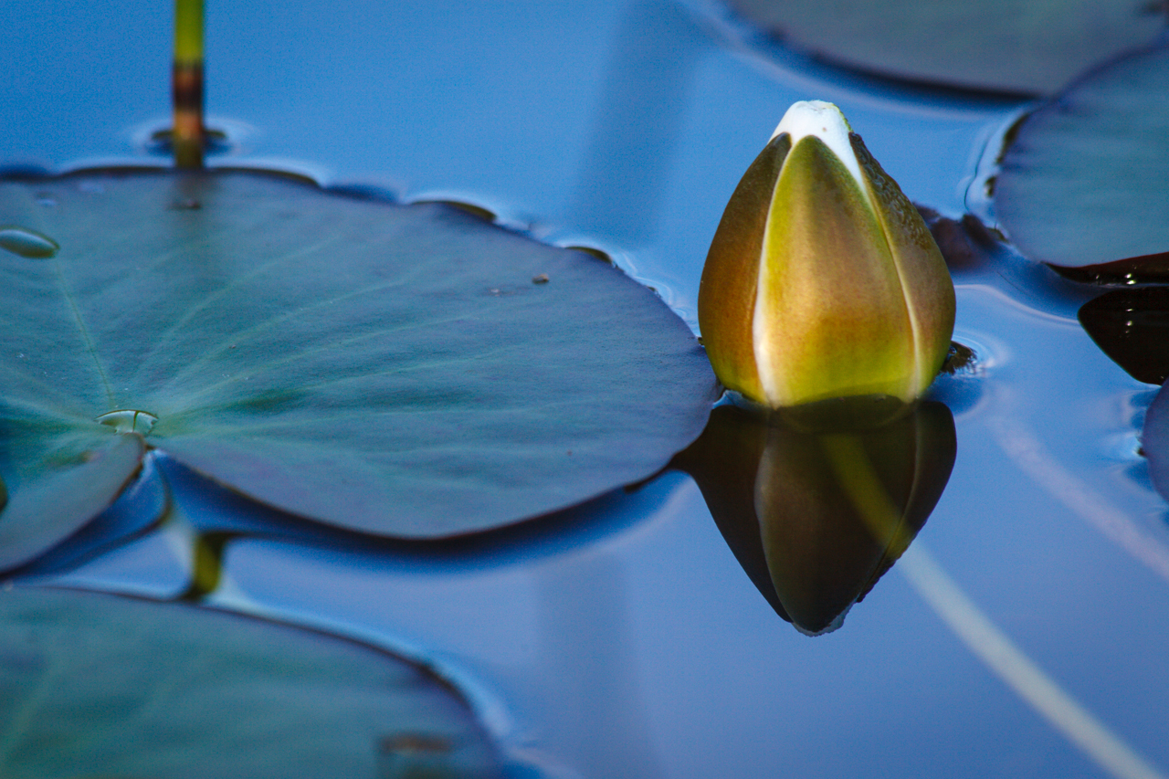 Nymphaea Alba...Waiting For Light