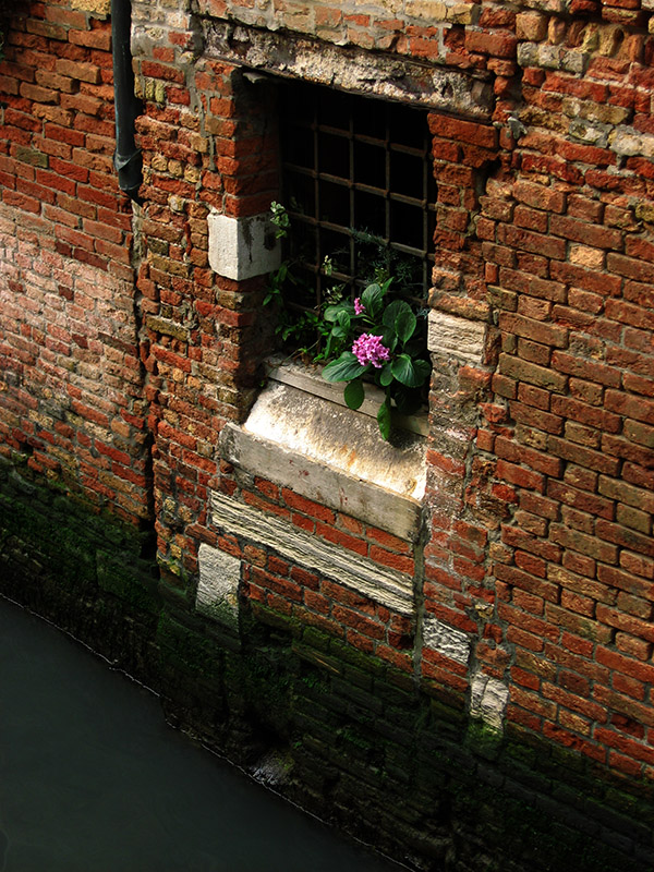 A little greenery above the canal .. 2821