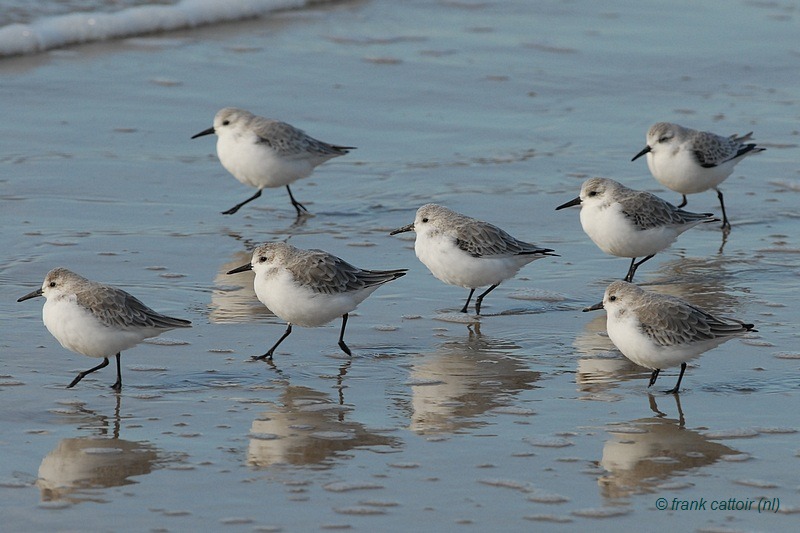 sanderling.... drieteenstrandloper