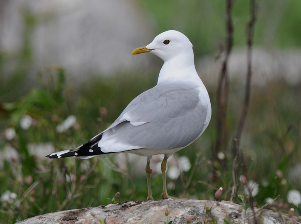 Nidingen Halland