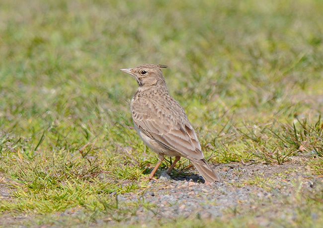 Apelviken Halland