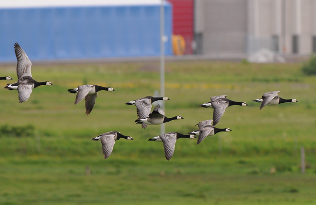 Gettern Halland