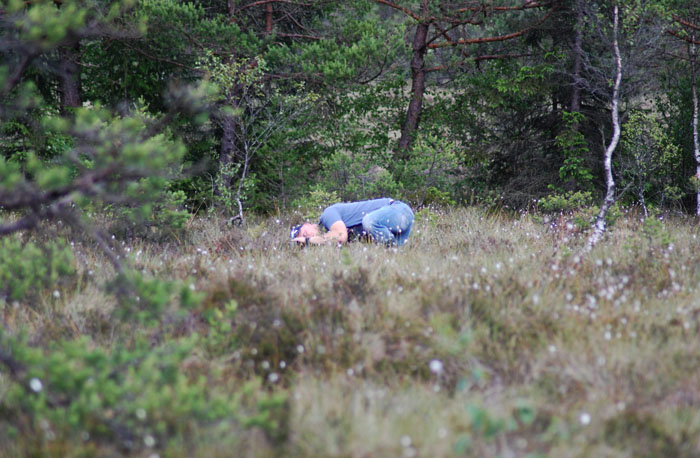 Simon pltar Starrgrsfjril Smrismossen Halland 26.6-08