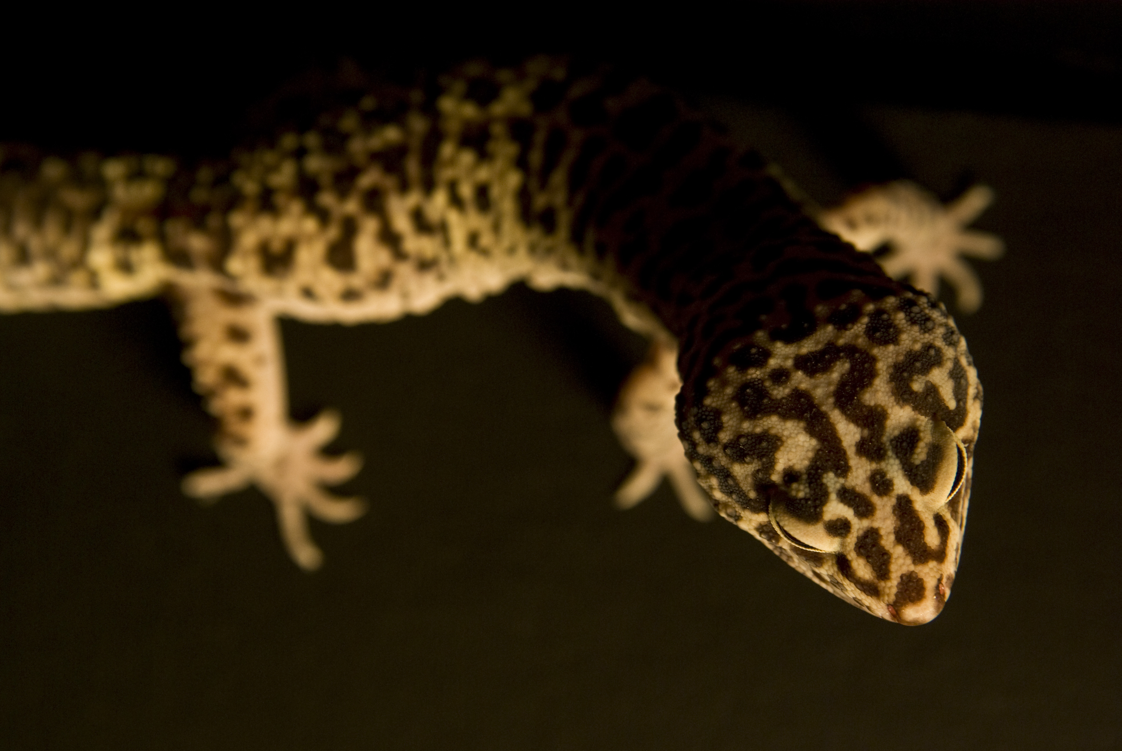 gecko13.jpg