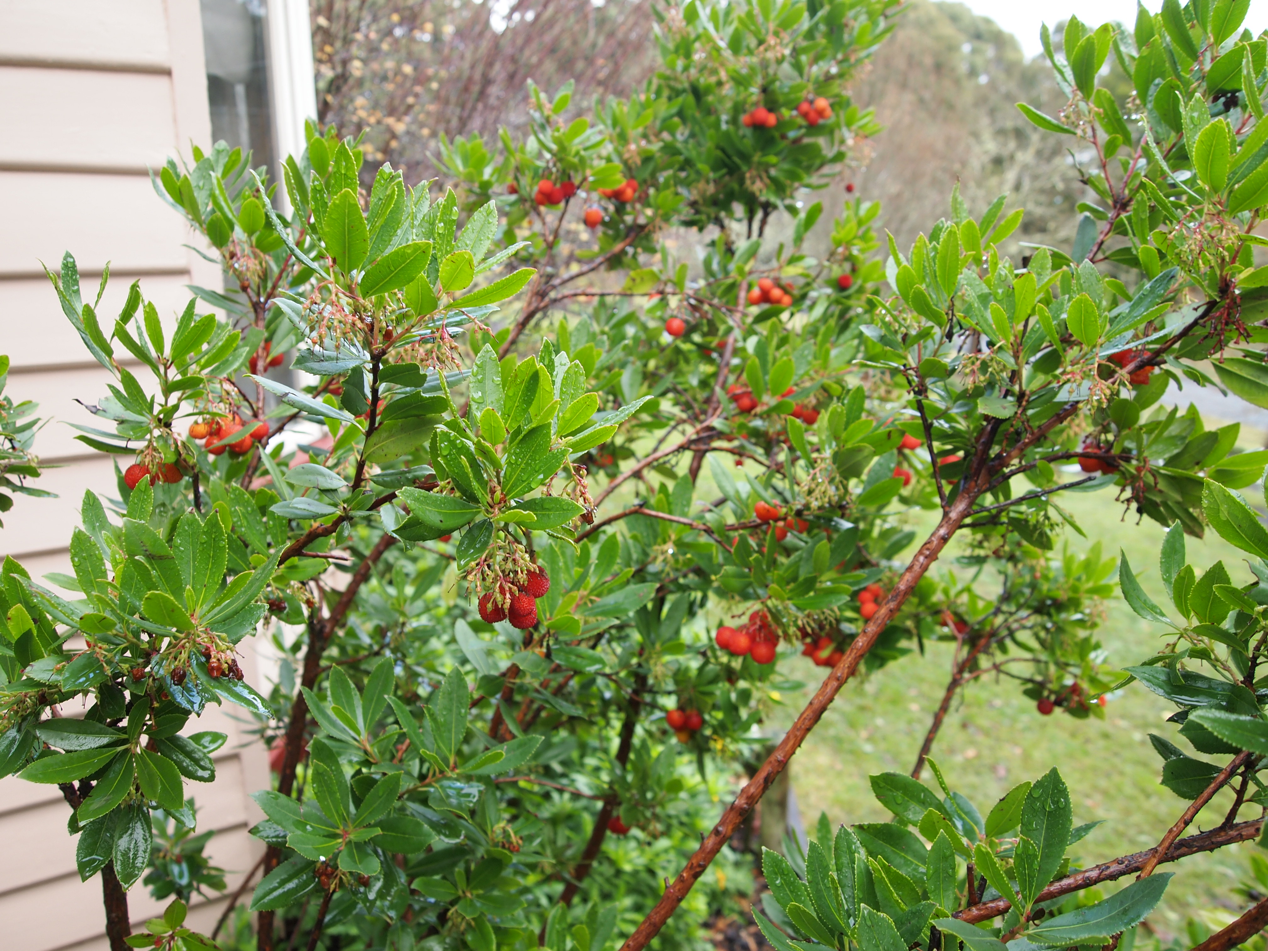 Irish strawberry tree