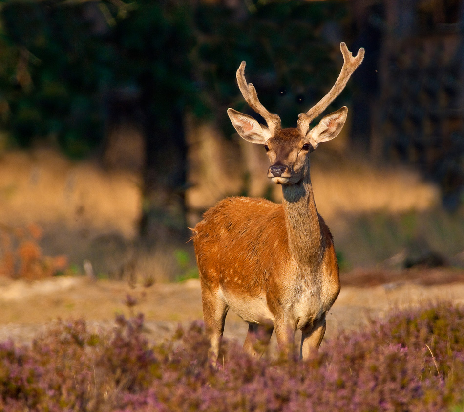 Spitser op de Hoge Veluwe