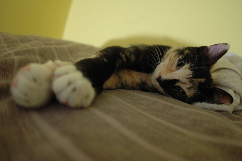 03-04-06-milly-kitty 040.jpg