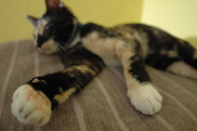 03-04-06-milly-kitty 043.jpg