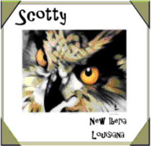 OwlSignature.gif