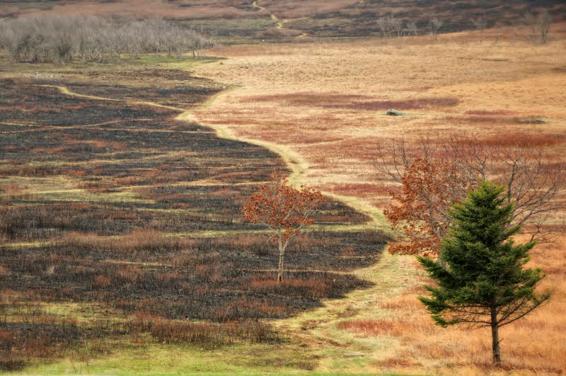 04/10/09 - Big Meadows Burn