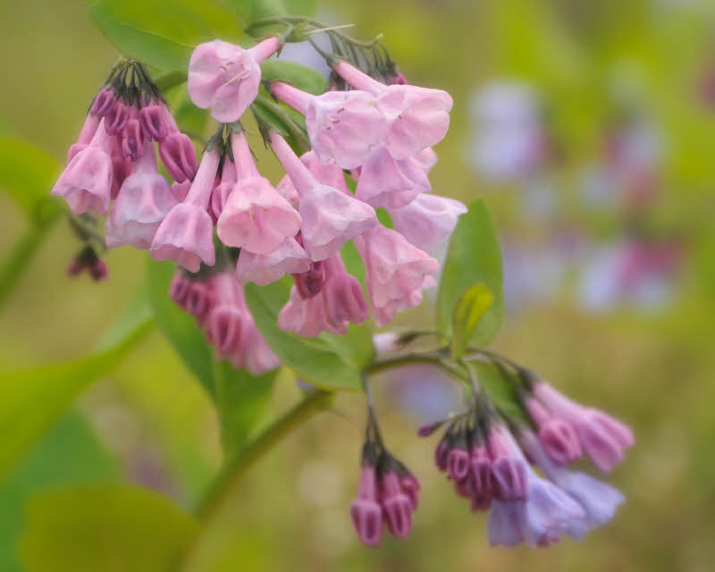 04/13/09 - Virginia Blue Bells