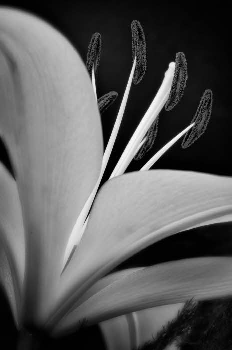04/14/09 - Easter Lily IN B&W