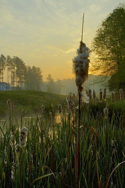 11/22/05 - Wetland Sunrise