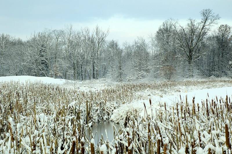 12/6/05 - Snowy Wetlands