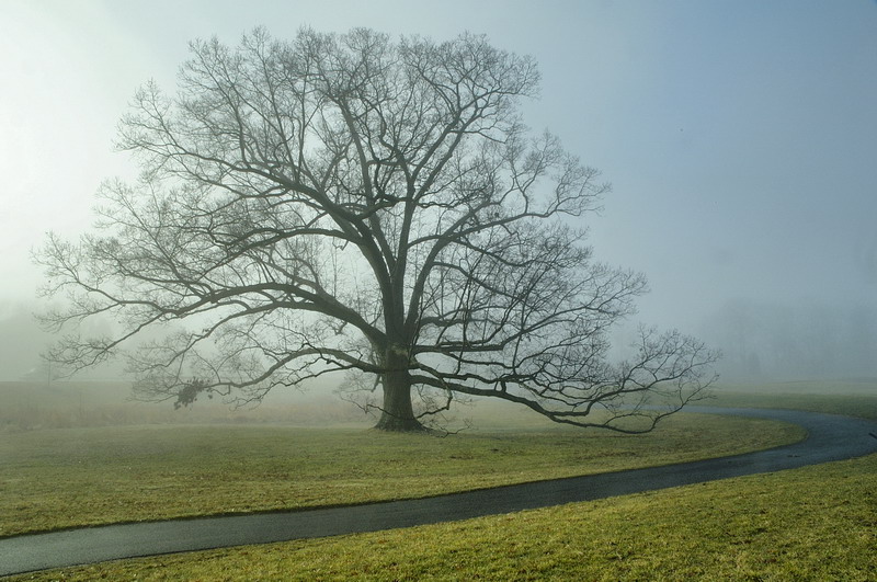 1/12/06 - Foggy Morn