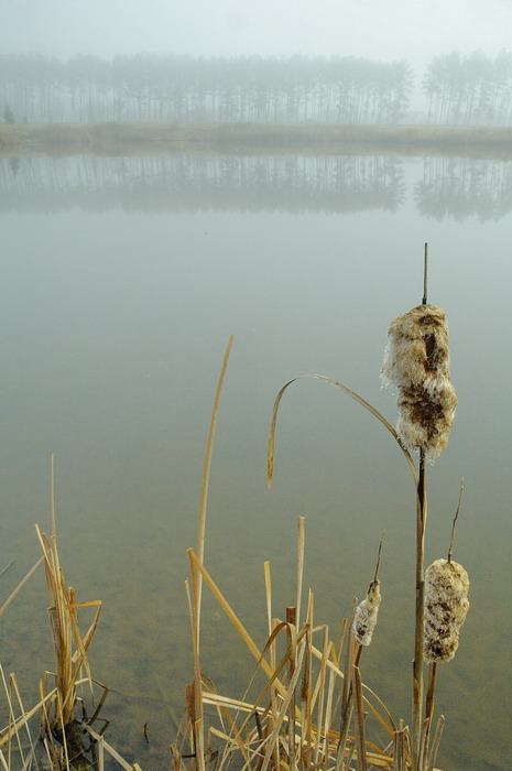 1/12/06 - Foggy Morn