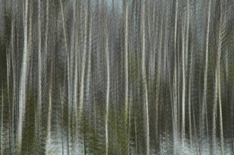 2/6/06 - Painterly Birches