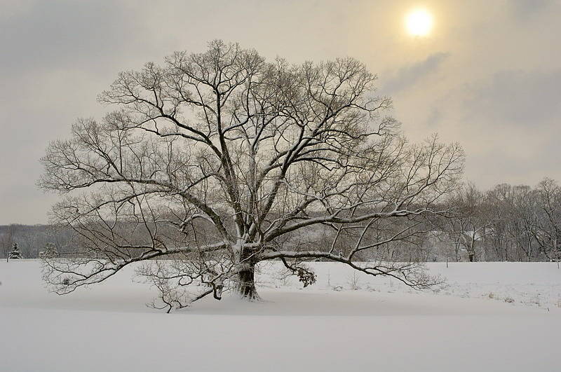 2/12/06 - Oak at Sunrise