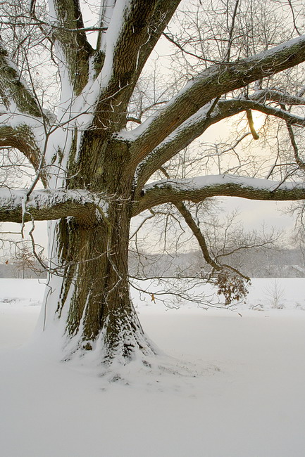 2/12/06 - Oak Tree