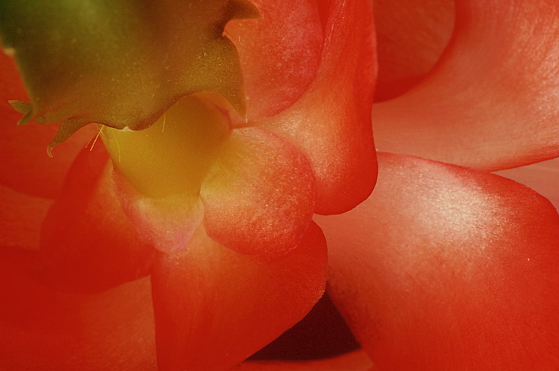 2/27/06 - Christmas Cactus Macro