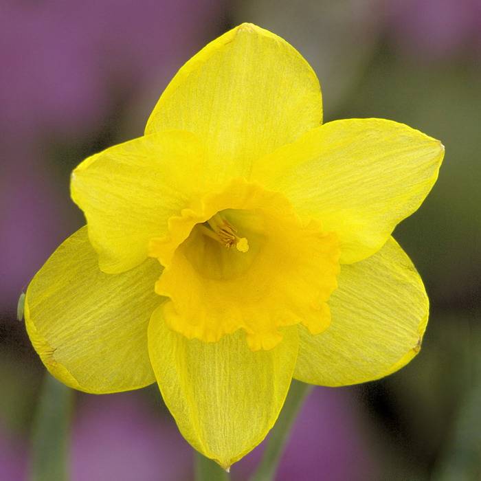 4/11/06 - Simply Daffy