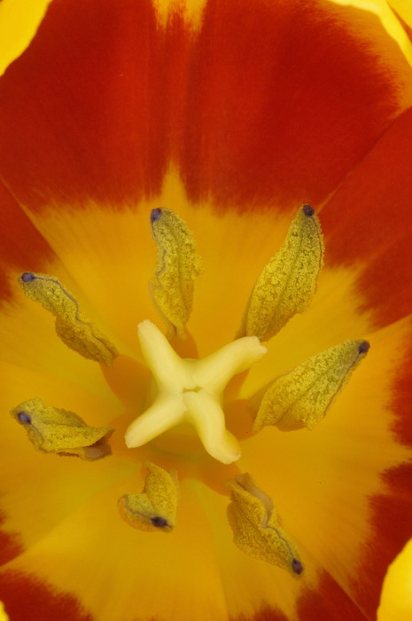 4/18/06 - Inside a Tulip