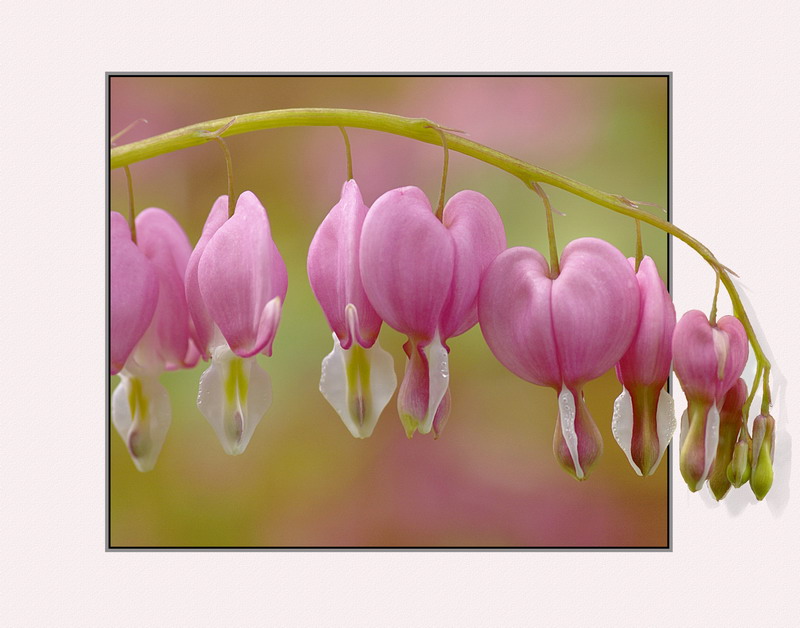 4/21/06 - Bleeding Hearts