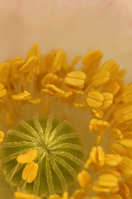 5/18/06 - Poppy Macro