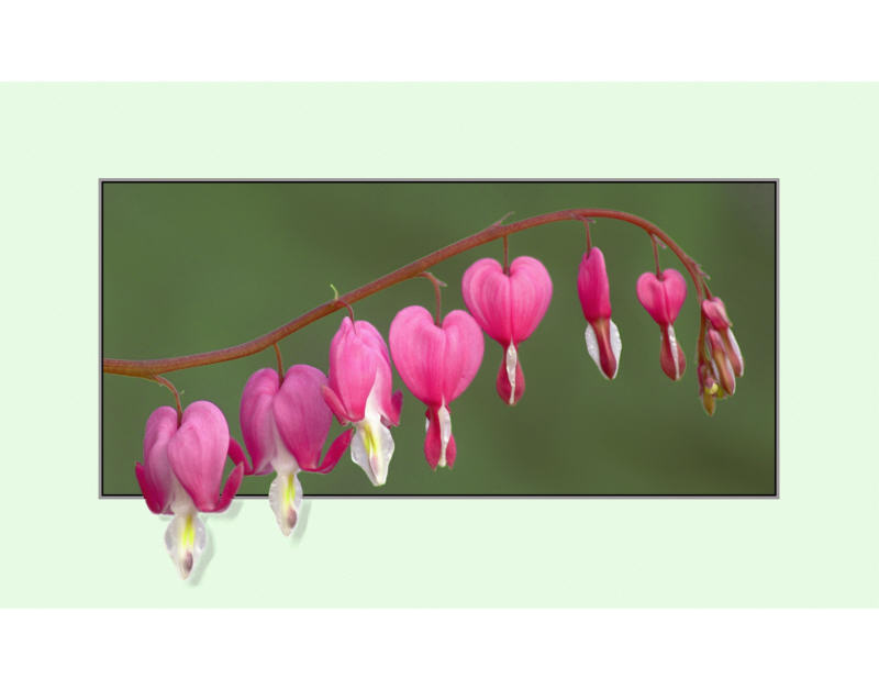 Bleeding Heart - Enhanced Print of the Year 2nd Place, NVPS 2005-6