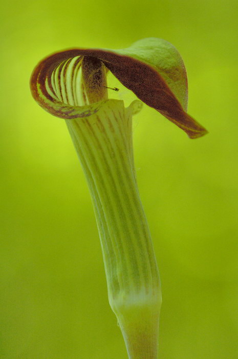 6/15/06 - Jack in the Pulpit
