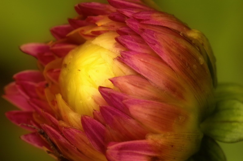 7/5/06 - Dalhia Bud
