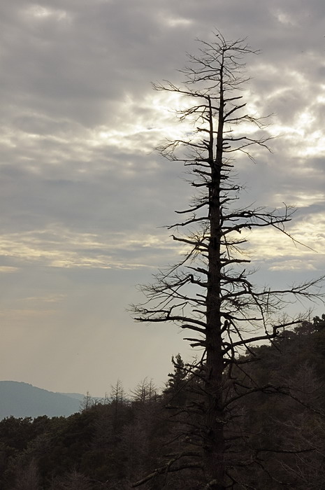 8/30/06 - Hemlock Skeleton