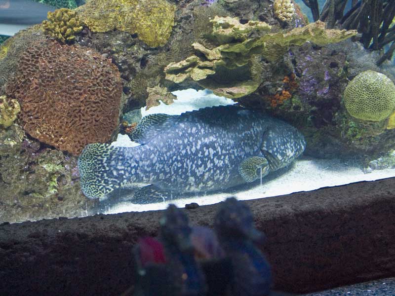 Very large fish in 250,000 gallon aquarium inside The Aquarium restaurant at Opry Mills Mall in Nashville, TN.