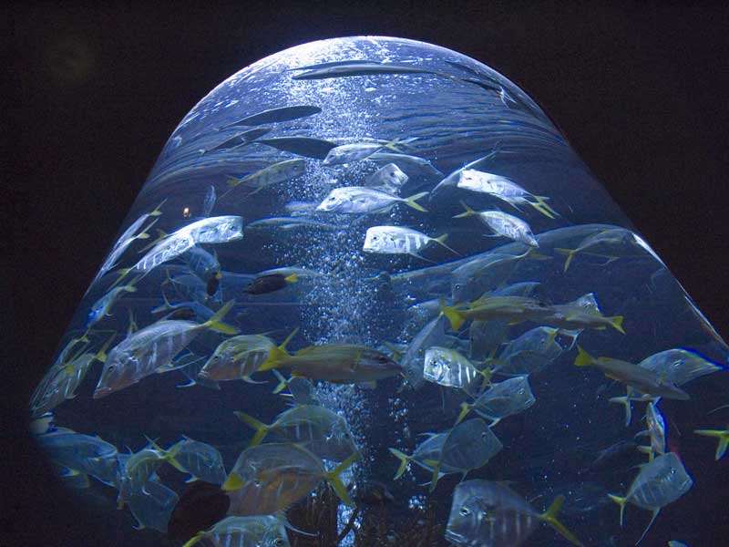 Salt water aquarium located at The Aquarium restaurant at Opry Mills Mall in Nashville, TN