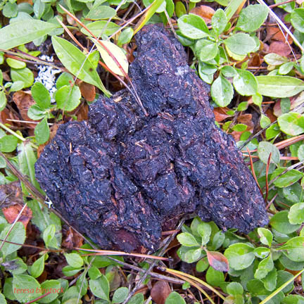  Bear scat near Glacier - IMG_0933