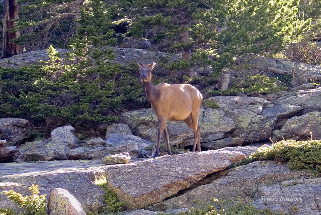 zCRW_0684 Elk at Mills Lake.jpg
