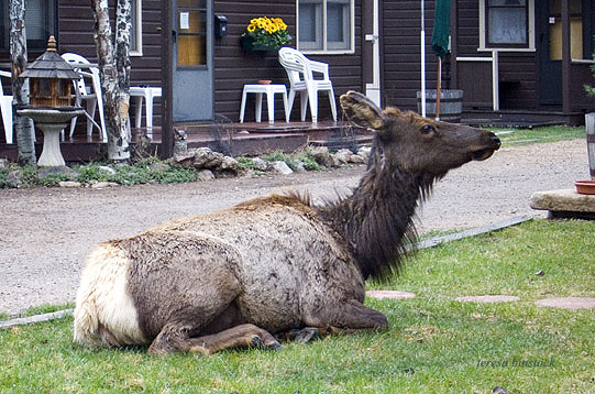 zCRW_0347 Elk in yard.jpg