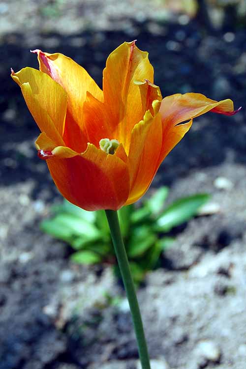 Orange Tulip 1