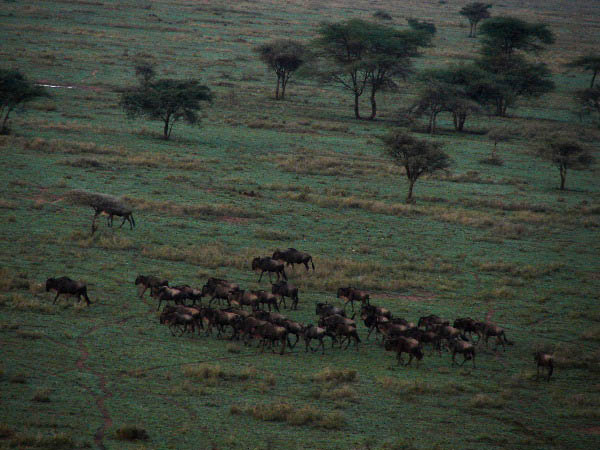 Wildebeests from above